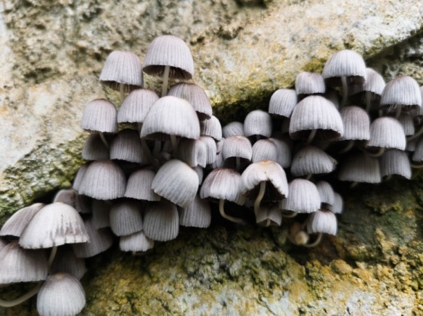 Hiking at Panti Rainforest